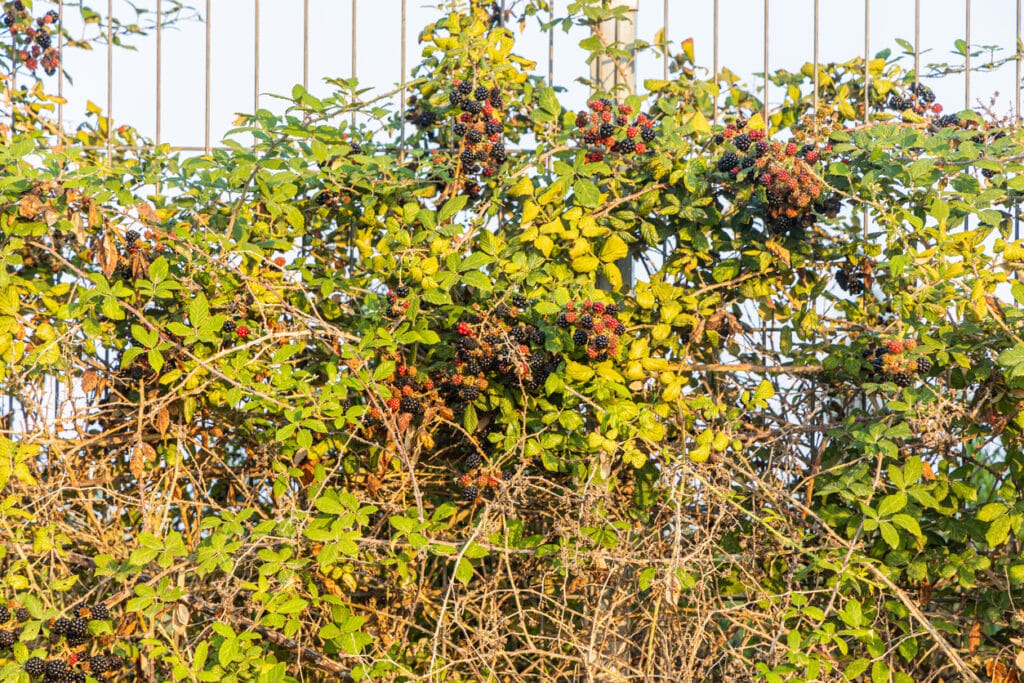Twigs of group of red and black fresh ripe blackberry berries on a bush with green leaves and buds Luis Lawn Care logo featuring professional lawn care services that enhance outdoor experiences for customers.